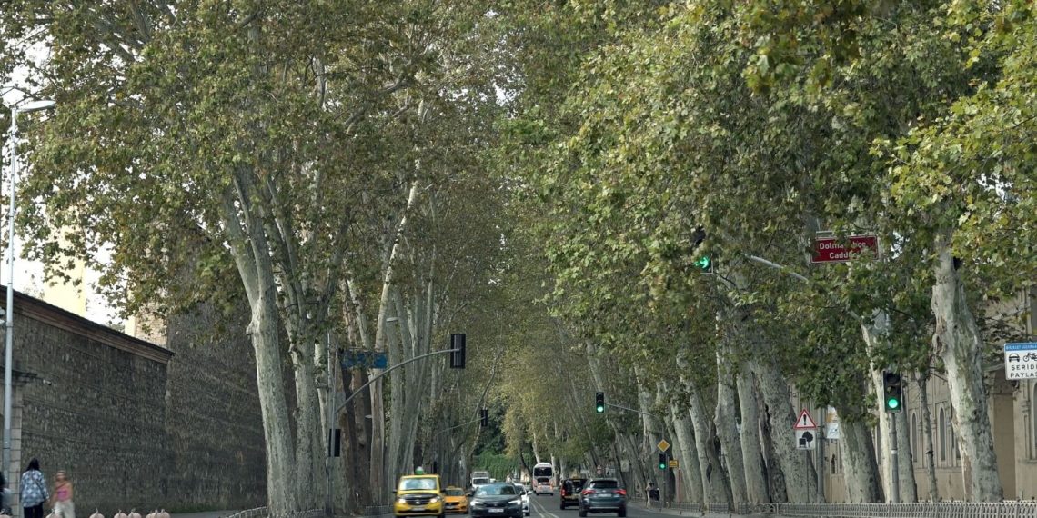 Dolmabahçe ve Çırağan Caddesi’ndeki çınar ağaçları yenilendi