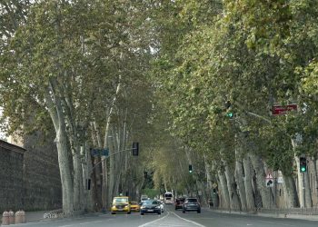 Dolmabahçe ve Çırağan Caddesi’ndeki çınar ağaçları yenilendi