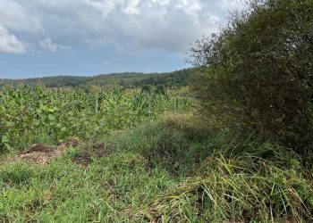 Domuz sandığı arkadaşını öldürdü