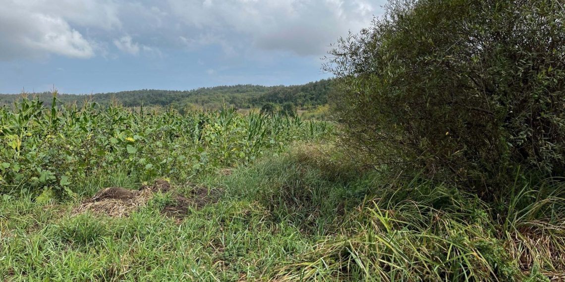 Domuz sandığı oğlunu öldürdü