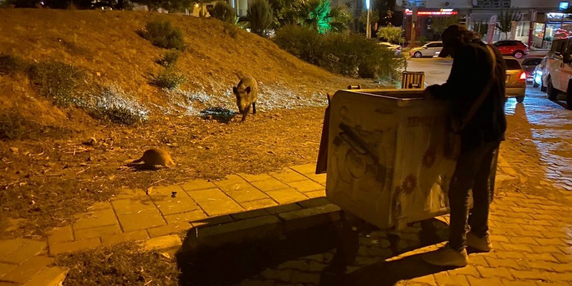 Domuz sürüleri bu kez Balçova’ya indi