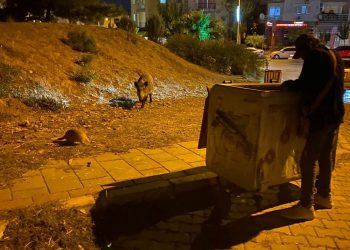 Domuz sürüleri bu kez Balçova’ya indi