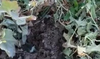 Elazığ’da domuzların talanı