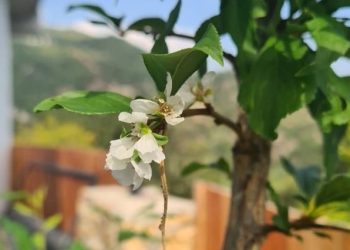 Erik ağaçları ekim ayında çiçek açtı