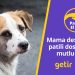 Getir’den hayvan barınaklarına 1,5 milyon kap mama