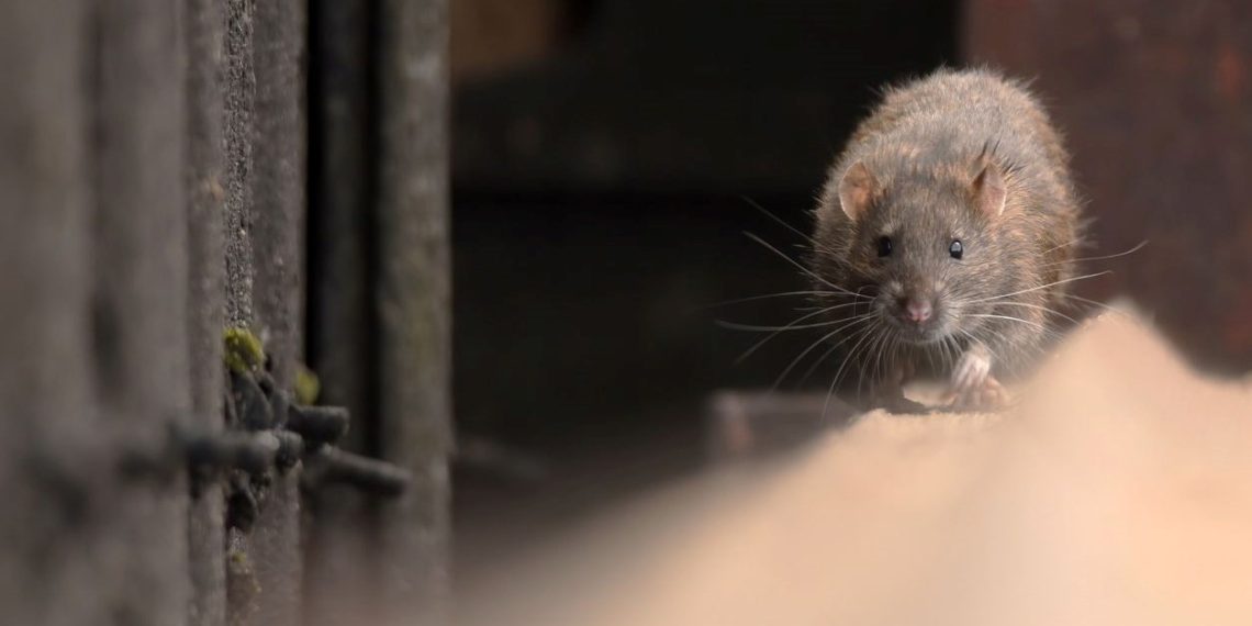 İspanya’da farelere yasal hak: Sebepsiz öldürene 18 ay mahpus cezası
