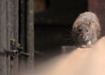 İspanya’da farelere yasal hak: Sebepsiz öldürene 18 ay mahpus cezası