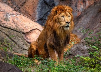 Japonya’daki safari parkta aslanın saldırdığı hayvan bakıcısı öldü