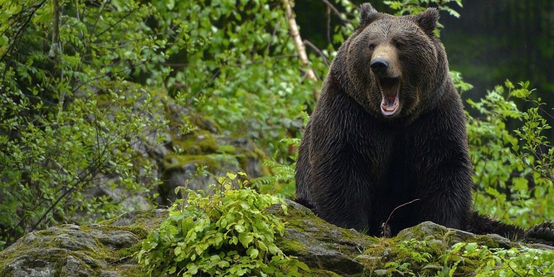 Kanada’da ayı saldırısına uğrayan çift hayatını kaybetti