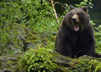 Kanada’da ayı saldırısına uğrayan çift hayatını kaybetti