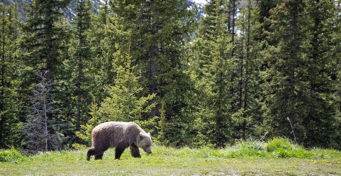 Kanada’da ulusal parkta bozayı saldırısı: 2 meyyit