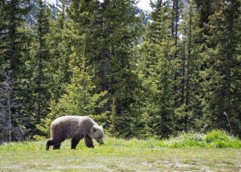 Kanada’da ulusal parkta bozayı saldırısı: 2 meyyit
