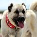 Kangal köpekleri için hazırlanan projeye 740 bin TL’lik dayanak