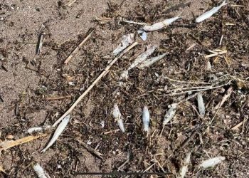 Keban Baraj gölündeki balık vefatlarına inceleme