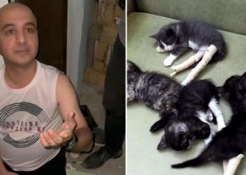 Kedilerin bacaklarını kıran şüpheliye para cezası