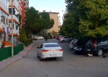 Kediye çarpıp kaçan şoföre para cezası