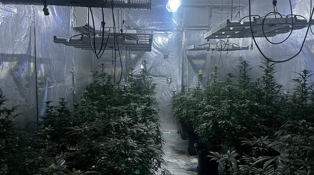 Kiraladığı konutu kenevir tarlasına çevirdi