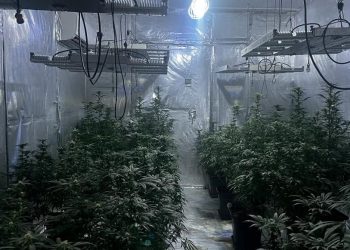 Kiraladığı konutu kenevir tarlasına çevirdi