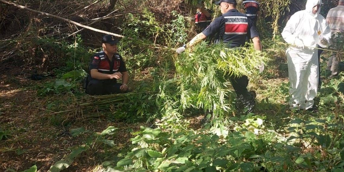 Kızılırmak kenarına ektiği Hint kenevirlerini sökerken yakalandı