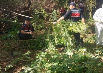 Kızılırmak kenarına ektiği Hint kenevirlerini sökerken yakalandı