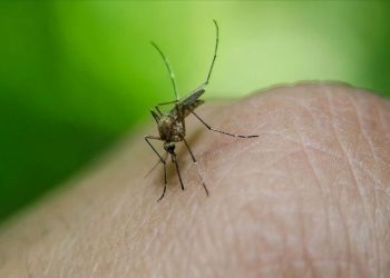 KKTC’de Batı Nil Virüsü olayı