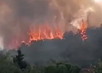 Kocaeli’de ormanlık alanda yangın çıktı