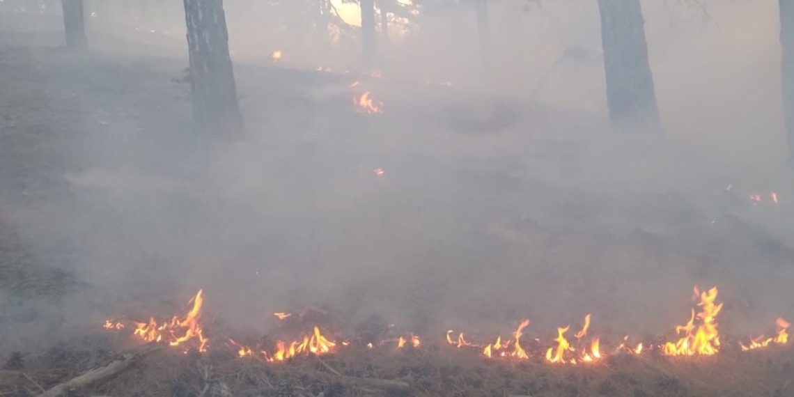 Konya’da orman yangını
