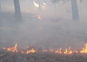 Konya’da orman yangını