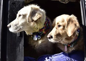 Köpeğinizin klonunu ister misiniz? Köpek 50 bin dolar, kedi 40 bin dolar