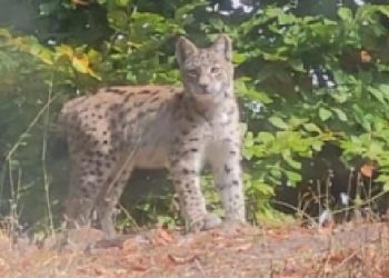 Kuşağı tehlike altında: Tokat’ta görüntülendi