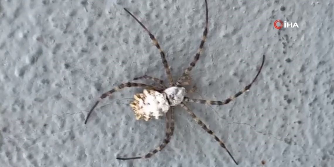 Loplu örümcek zehirli mi, Türkiye’de hangi vilayetlerde görüldü?