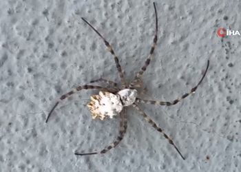 Loplu örümcek zehirli mi, Türkiye’de hangi vilayetlerde görüldü?