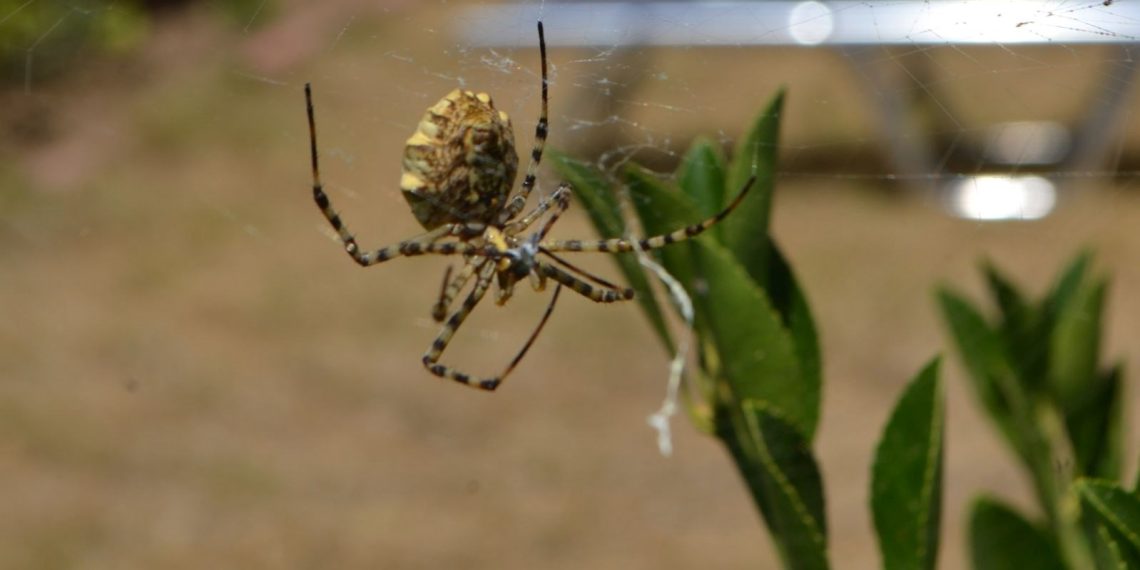 Malatya’da dünyanın en zehirli örümceklerinden biri bulundu