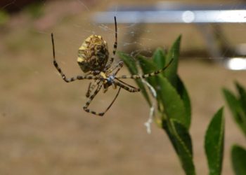 Malatya’da dünyanın en zehirli örümceklerinden biri bulundu