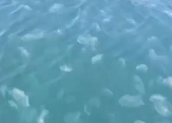 Marmara’da denizanası istilası