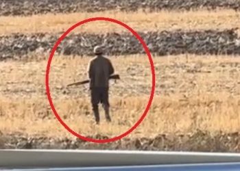 ”Ördeklerimi ve tavuklarımı yediler” deyip 2 köpeği tüfekle vurdu