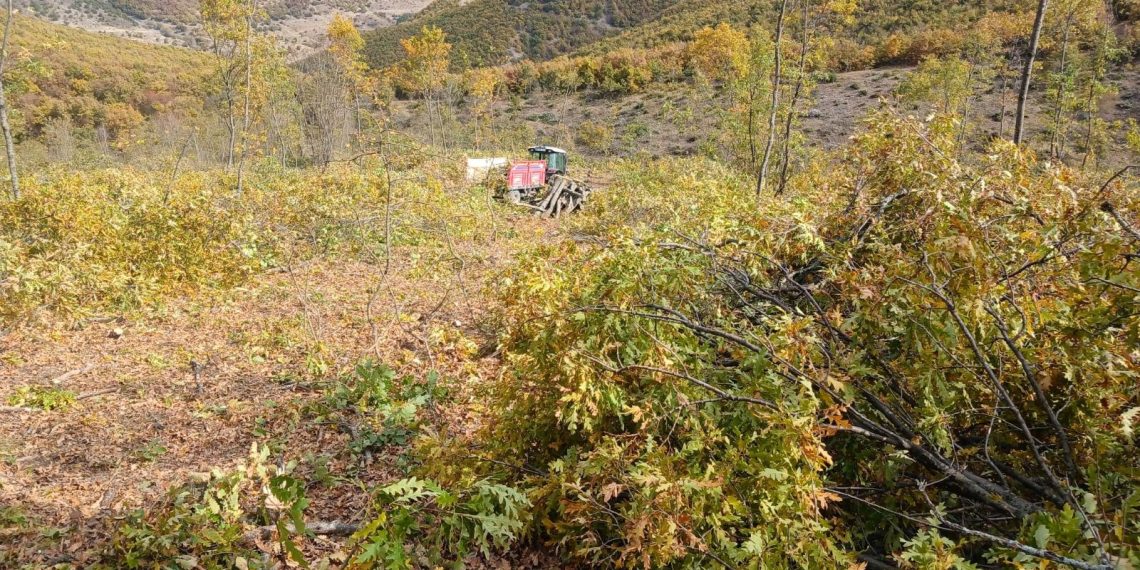 Ormanda odun keserken öldürüldü