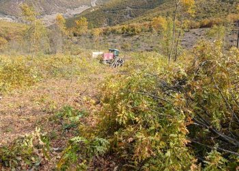 Ormanda odun keserken öldürüldü