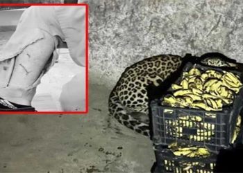 Pakistan’da pazar yerine giren leoparın hücumunda 2 kişi yaralandı