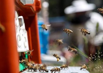 Şah damarından sokan arı öldürdü