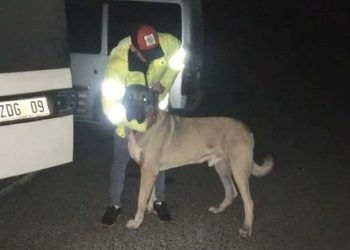 Sarıyer’de köpek dövüşüne 25 gözaltı