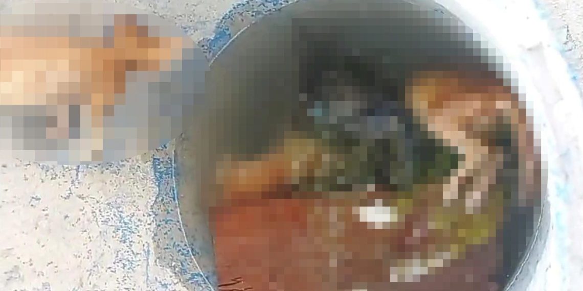 Su dolu varilde 4 kedi ölüsü bulundu