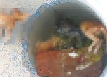 Su dolu varilde 4 kedi ölüsü bulundu