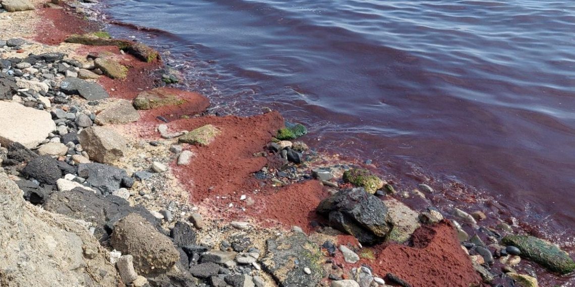 Tekirdağ kıyıları kırmızı yosunla kaplandı