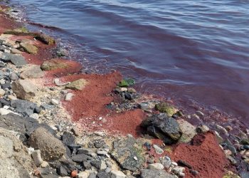 Tekirdağ kıyıları kırmızı yosunla kaplandı