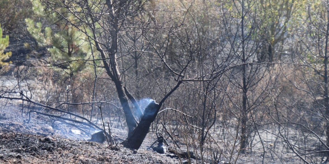 TEM kenarındaki ormanda yangın
