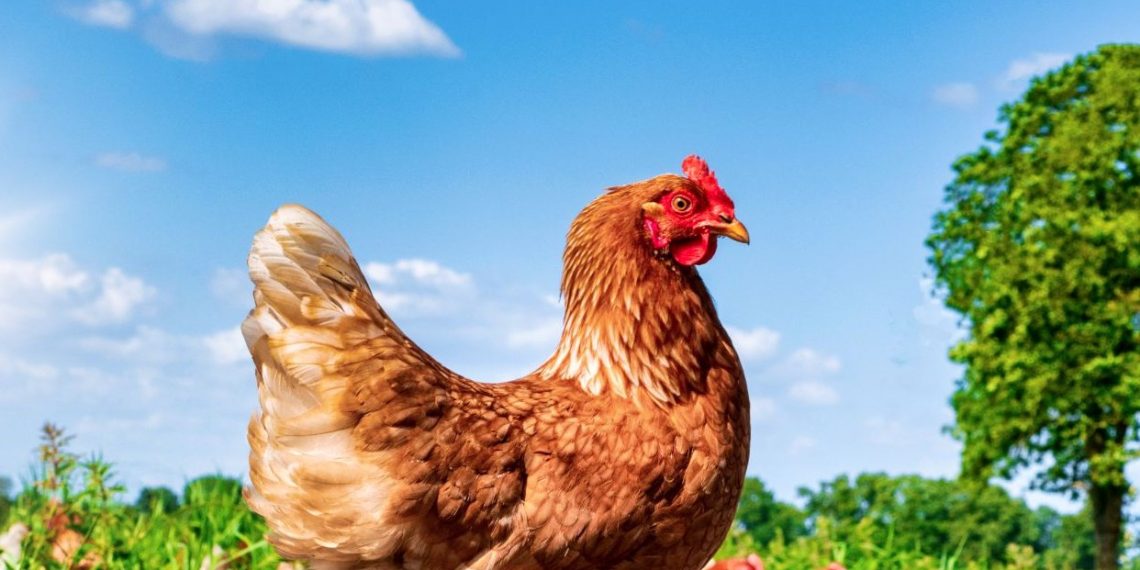 Yapay zeka tavuk seslerini çeviri ediyor