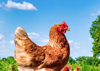 Yapay zeka tavuk seslerini çeviri ediyor
