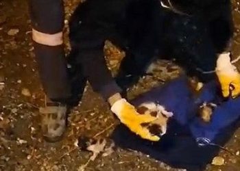 Yavru kedileri çöp kutusuna attılar