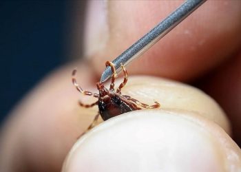 Yeni KKKA aşısı için klinik öncesi çalışmalar